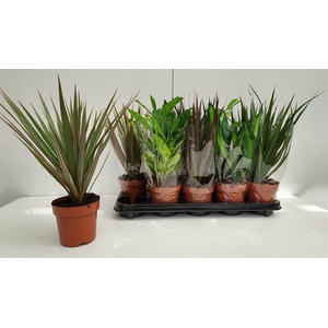 Green plants mix 12Ø 27cm