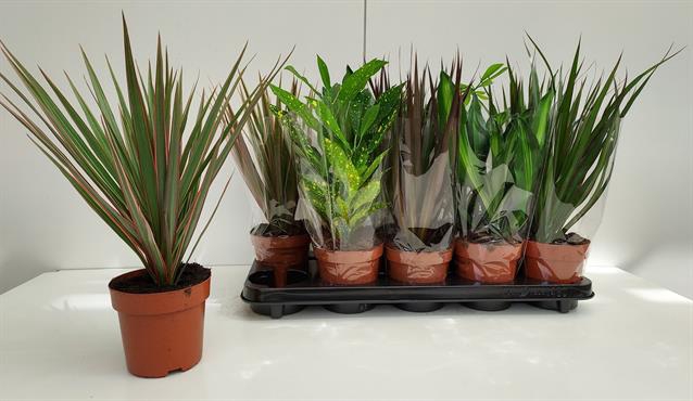 Green plants mix 12Ø 27cm