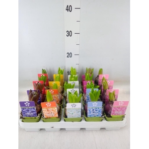 Hyacinthus orie. 'Pearl'  ...mix  5