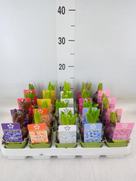 <h4>Hyacinthus orie. 'Pearl'  ...mix  5</h4>