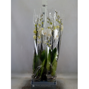 Phalaenopsis  'White World'