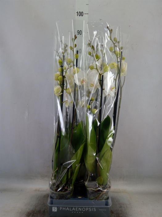 <h4>Phalaenopsis  'White World'</h4>