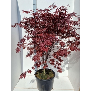 Acer palmatum Red Emperor