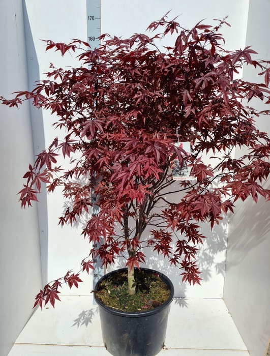 Acer palmatum Red Emperor