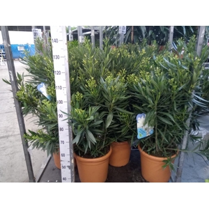 Nerium oleander   ...