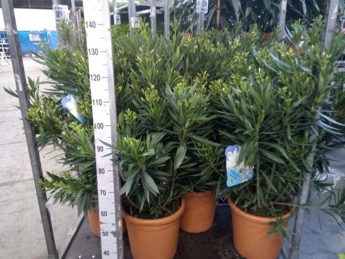 <h4>Nerium oleander   ...</h4>