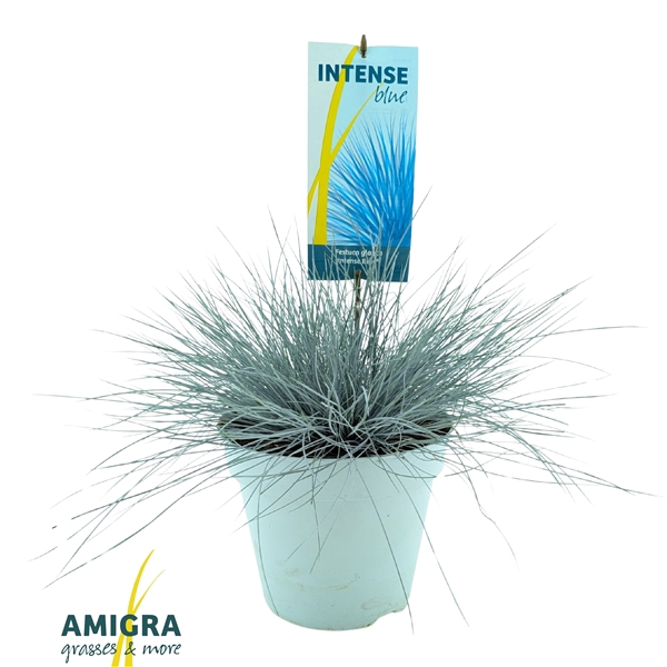 <h4>Festuca glauca Intense Blue®</h4>