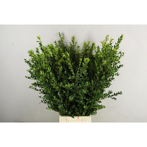 Ilex Green Hedge