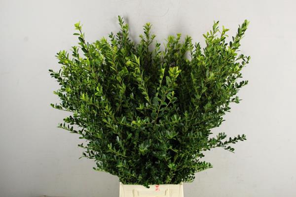 <h4>Ilex Green Hedge</h4>