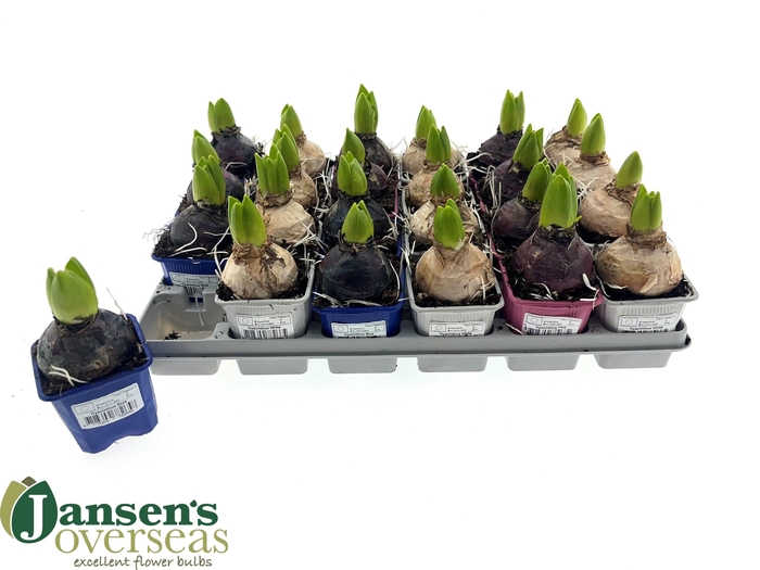 <h4>HYACIN GEM 3 KL</h4>