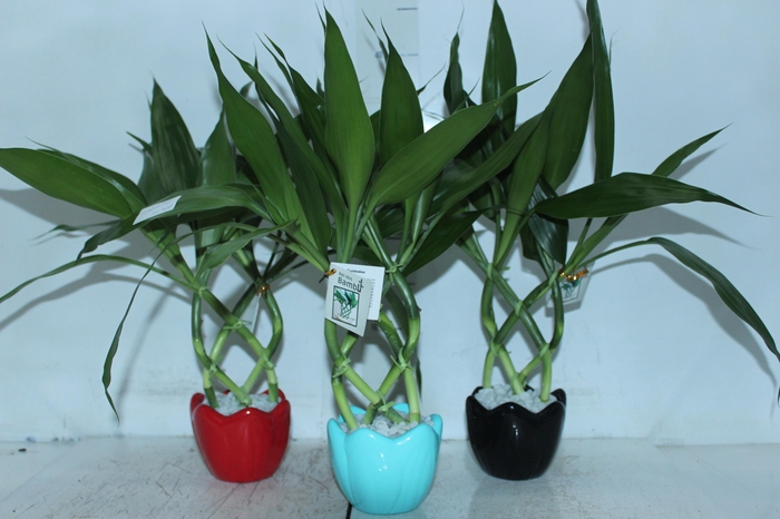 <h4>BAMBU ALADIN DE RESINA</h4>