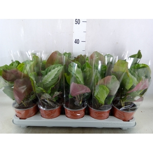 Maranta leuc.   ...