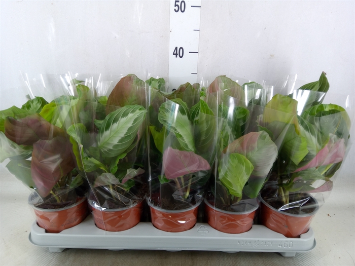 <h4>Maranta leuc.   ...</h4>