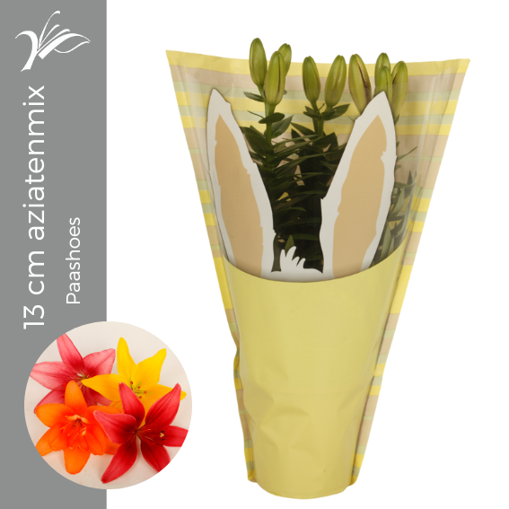 <h4>Lilium 13 cm aziatenmix Paashoes (az. lelie)</h4>