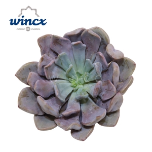 Graptoveria Lilac Spoons Cutflower Wincx-10cm