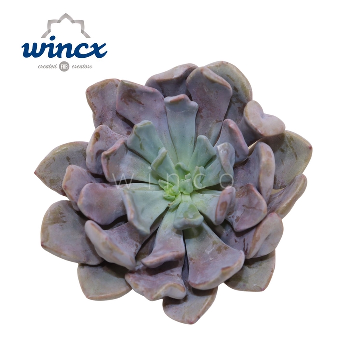 <h4>Graptoveria Lilac Spoons Cutflower Wincx-8cm</h4>