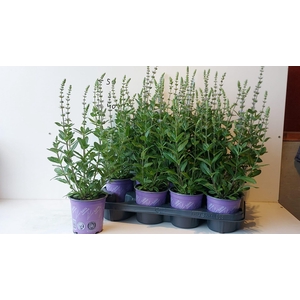 SALVIA NE OSTFRIESL