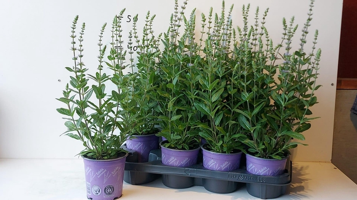 <h4>SALVIA NE OSTFRIESL</h4>