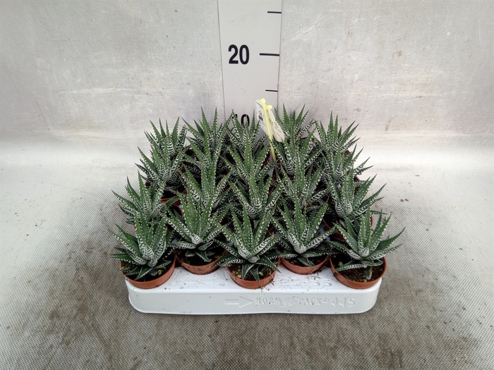 <h4>Haworthia fasciala 'Big Band'</h4>