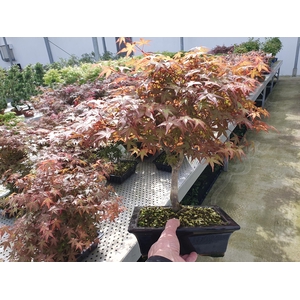 Acer palmatum deshojo, pot 23cm.