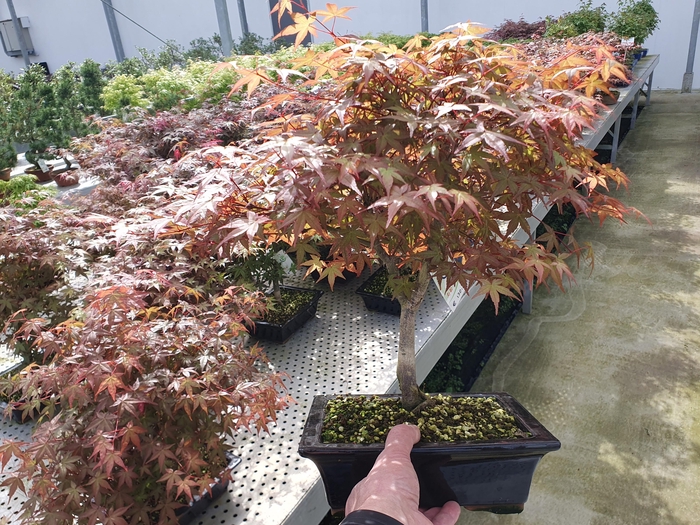<h4>Acer palmatum deshojo, pot 23cm.</h4>