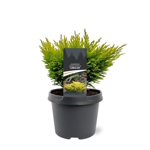 Juniperus horizontalis 'Limeglow'