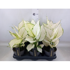 Aglaonema  'White Joy'