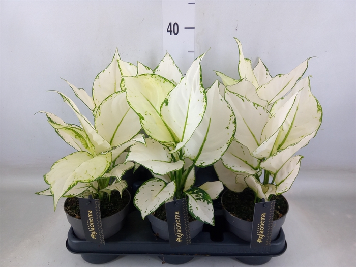 <h4>Aglaonema  'White Joy'</h4>