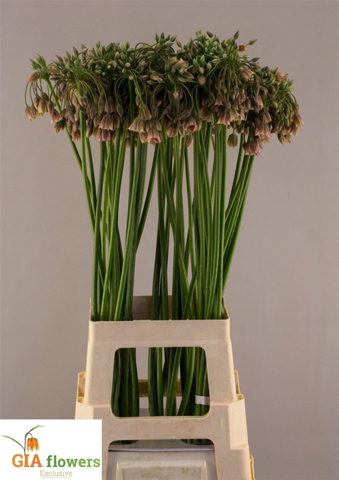 <h4>Allium Nectaroscordum Siculum</h4>