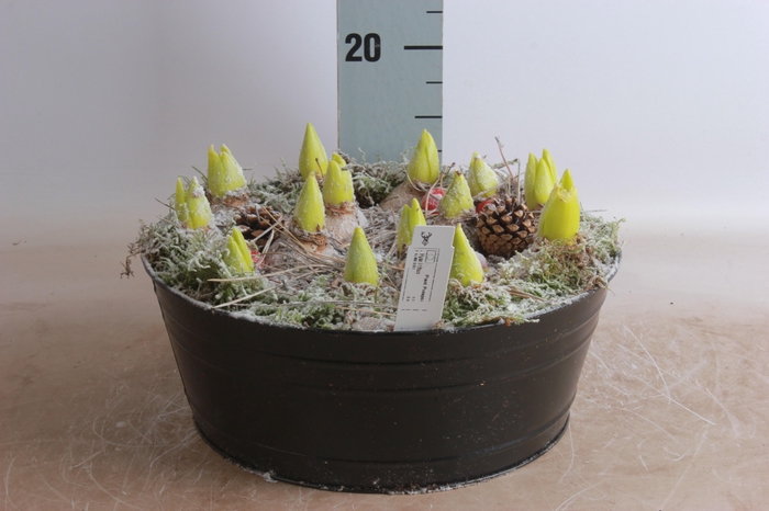 <h4>Arr Hyacinth</h4>