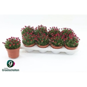 SAXIF AR MARTO H ROS