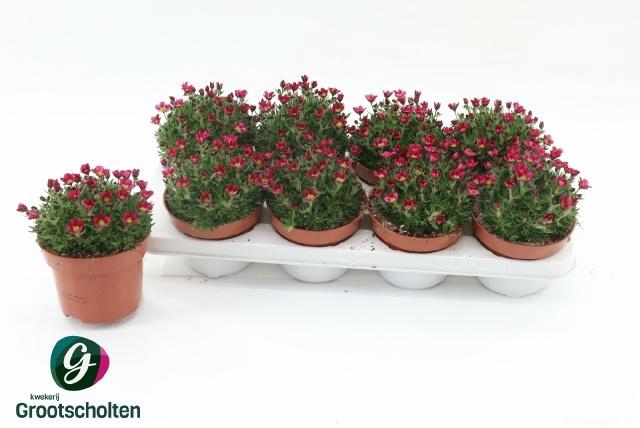 <h4>SAXIF AR MARTO H ROS</h4>