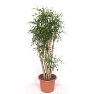 Dracaena Anita