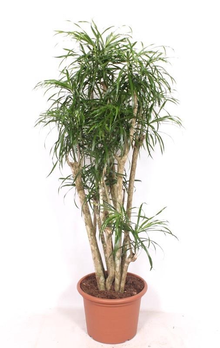 <h4>Dracaena Anita</h4>