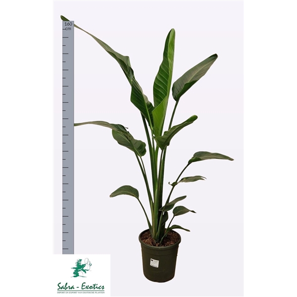 <h4>STRELITZIA ALBA 2 PER POT</h4>