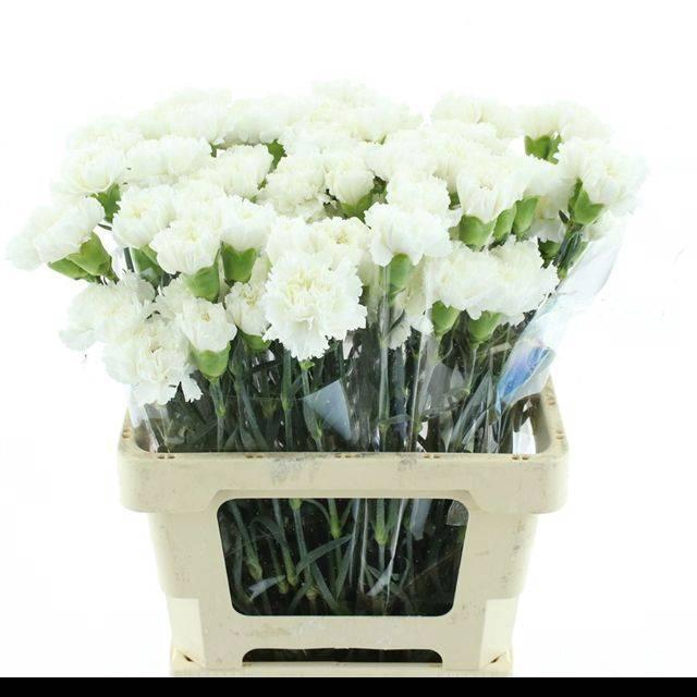 <h4>DI ST HOLLY</h4>