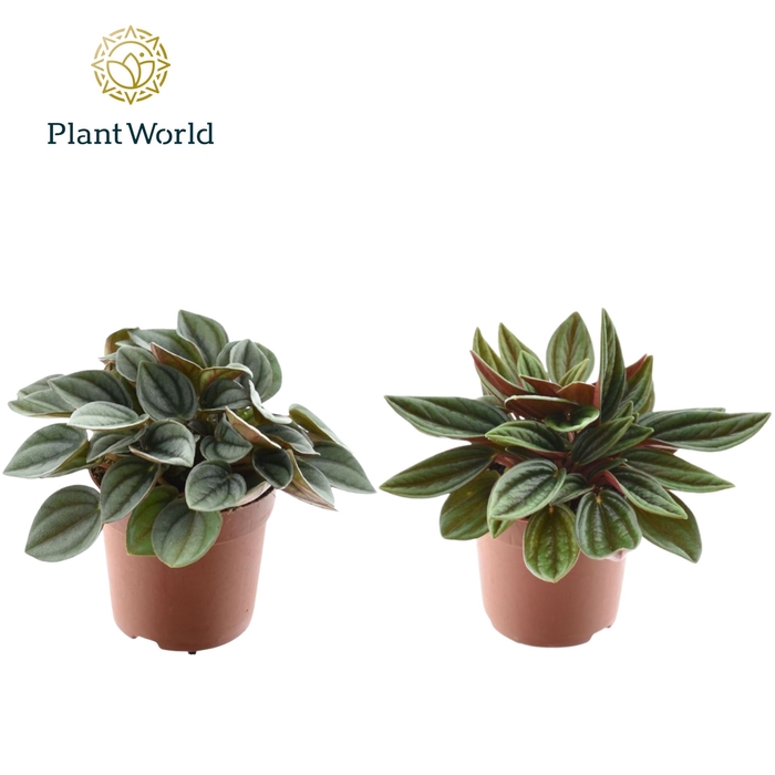 Peperomia