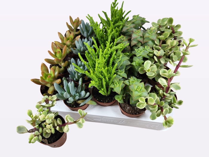<h4>SUCC GEM 5 SRT</h4>