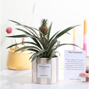 Ananas Rosita Gift 