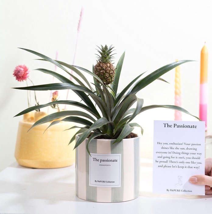 <h4>Ananas Rosita Gift "The passionate" WITH GREETING CARD!!!</h4>