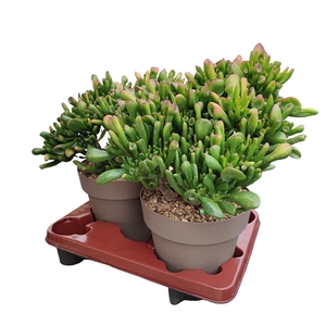 CRASSULA HOBBIT - POT Ø 20 (SUCCULENTEN)