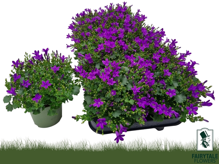 CAMP POR BLU GET MEE