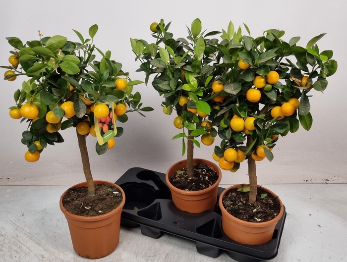 <h4>CITR MICROCARPA</h4>