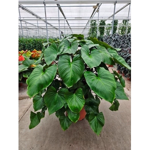 Homalomena Maggy