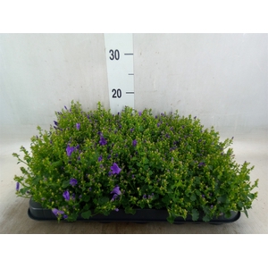 Campanula porten. 'Royal'