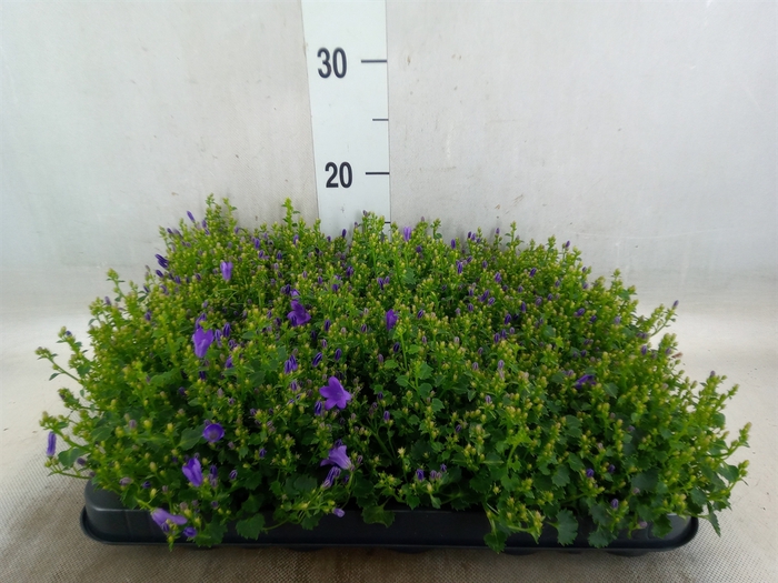 <h4>Campanula porten. 'Royal'</h4>