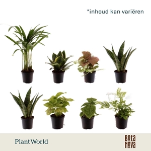 kamerplanten
