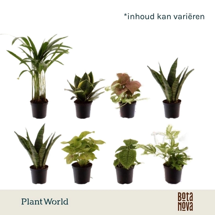 <h4>kamerplanten</h4>