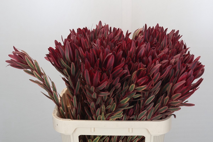 Leucadendron Jester