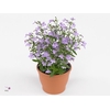 Lobelia erin. 'Hot Springs Lavende'